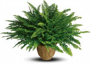 Ferns-plant