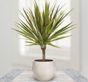 dracaena-plant-indoor