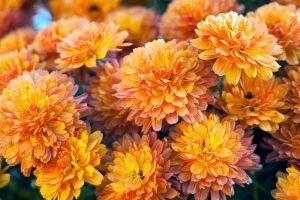 Chrysanthemums-flower