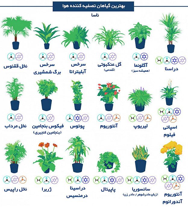 گیاهان تصفیه کننده هوا