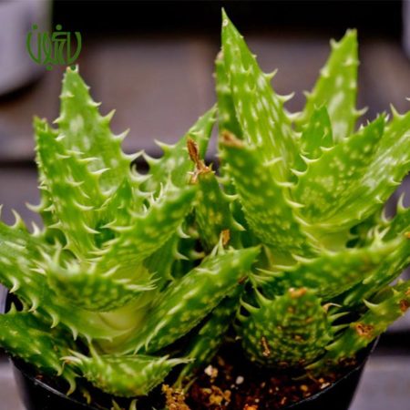 aloe-juvenna-1