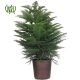 norfolkislandpine-3