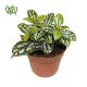 pilea-3