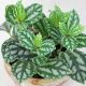 pilea-5
