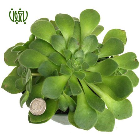 گیاه آئونیوم