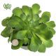 plant-Aeonium-green-1 گیاه آئونیوم