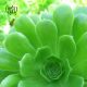 plant-Aeonium-green-2 گیاه آئونیوم