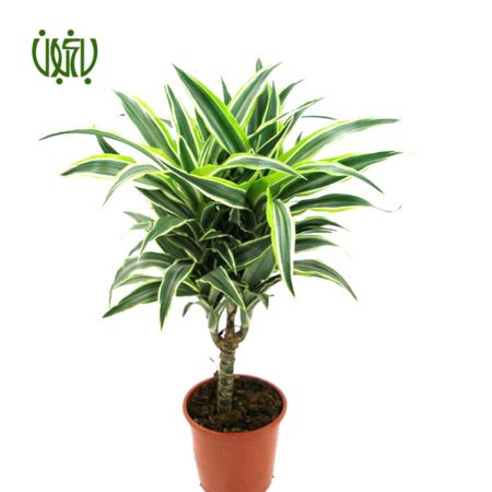 دراسنا بلالی