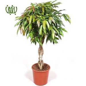 بنجامين آمستل