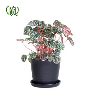 پپرومیا چروک