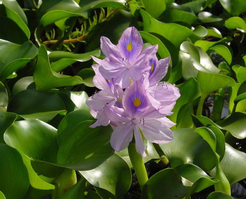 Eichhornia-crassipes-سنبل-آبی