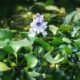 Eichhornia-crassipes-سنبل-آبی