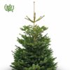 کاج نوئل ( کاج کریسمس) – Norway Spruce