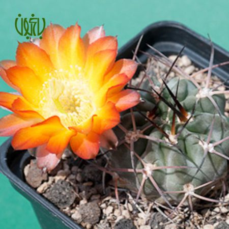 آکانتوکالیسیوم گلاسیوم