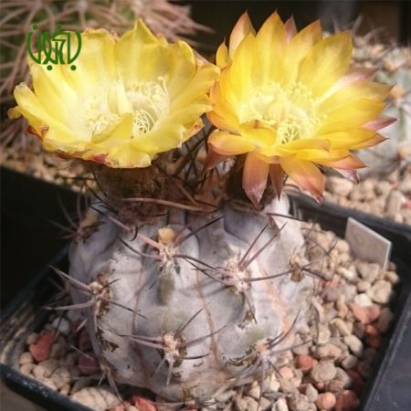 آکانتو کالیسیوم ثیونانثوم