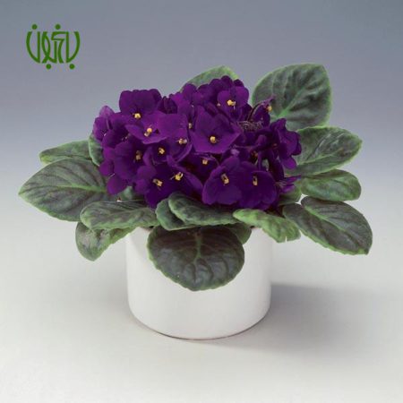 بنفشه آفریقایی