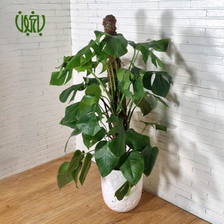 گیاه برگ انجیری