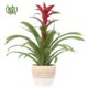 guzmania-plant-01 گازمانیا
