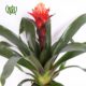 guzmania-plant-02 گازمانیا