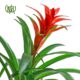 guzmania-plant-04 گازمانیا