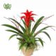 guzmania-plant-05 گازمانیا