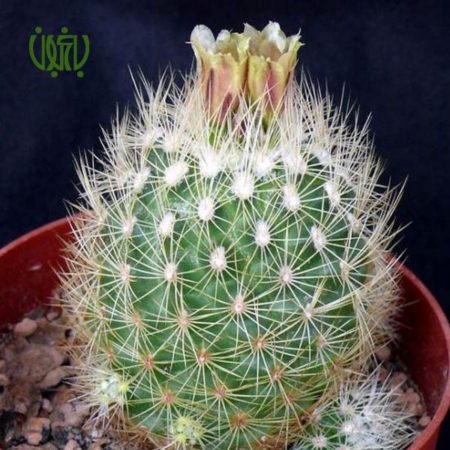 آکارگاما رُزانا