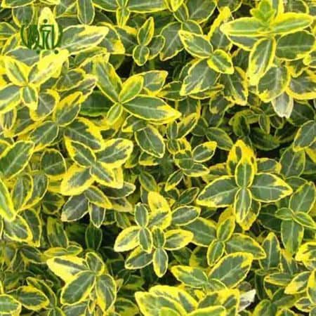 شمشاد معمولی