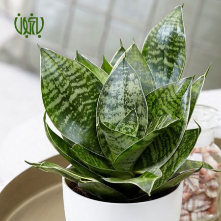 سانسوریا پا کوتاه