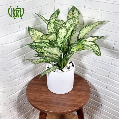 گل آگلونما سفید