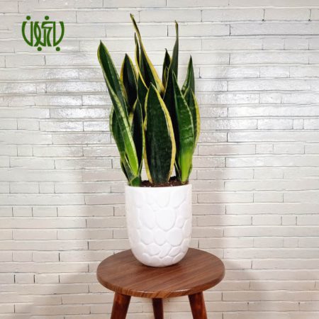 سانسوریا کرواتی ابلق