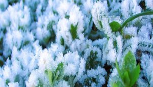 دمای گیاهان در زمستان