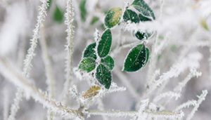 مقاومت گیاهان در زمستان