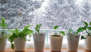 رطوبت گیاهان در زمستان