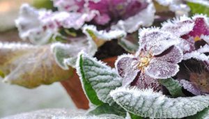 نگهداری گیاهان در زمستان