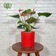گلدان هدیه گل آنتوریوم