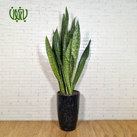 سانسوریا پوست ماری